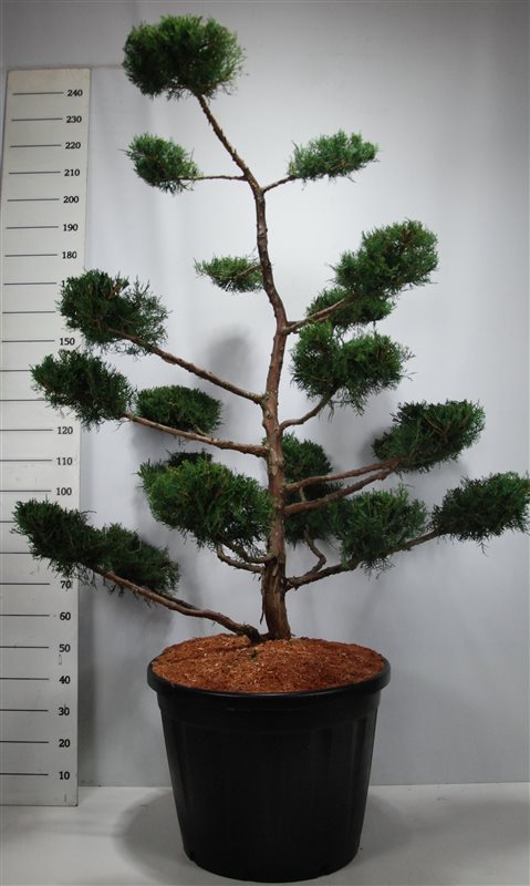 Picture of Juniperus virg. 'Grey Owl'