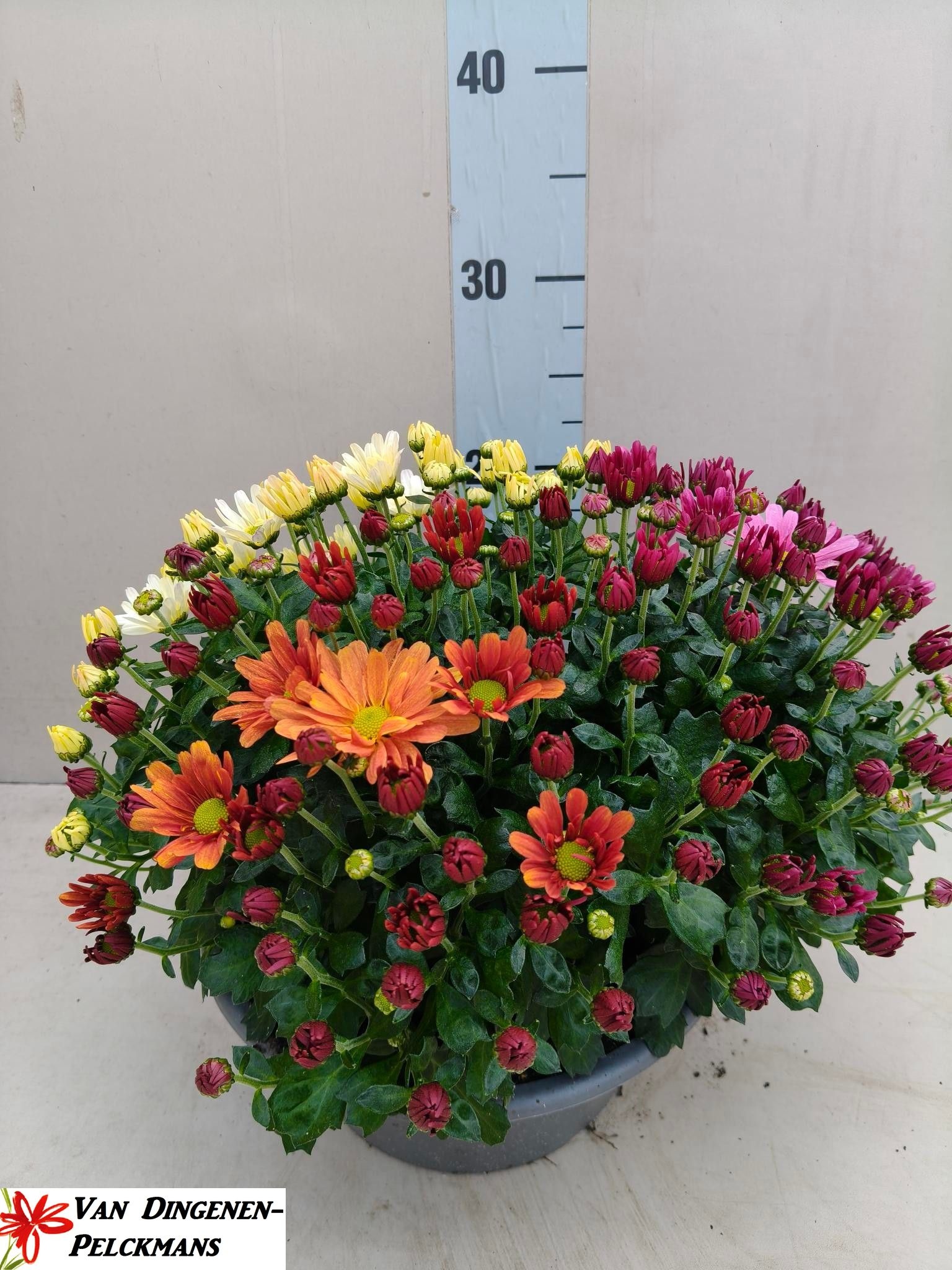 Chrys Gr Jas Gem Pot 23P 35H 12bloei