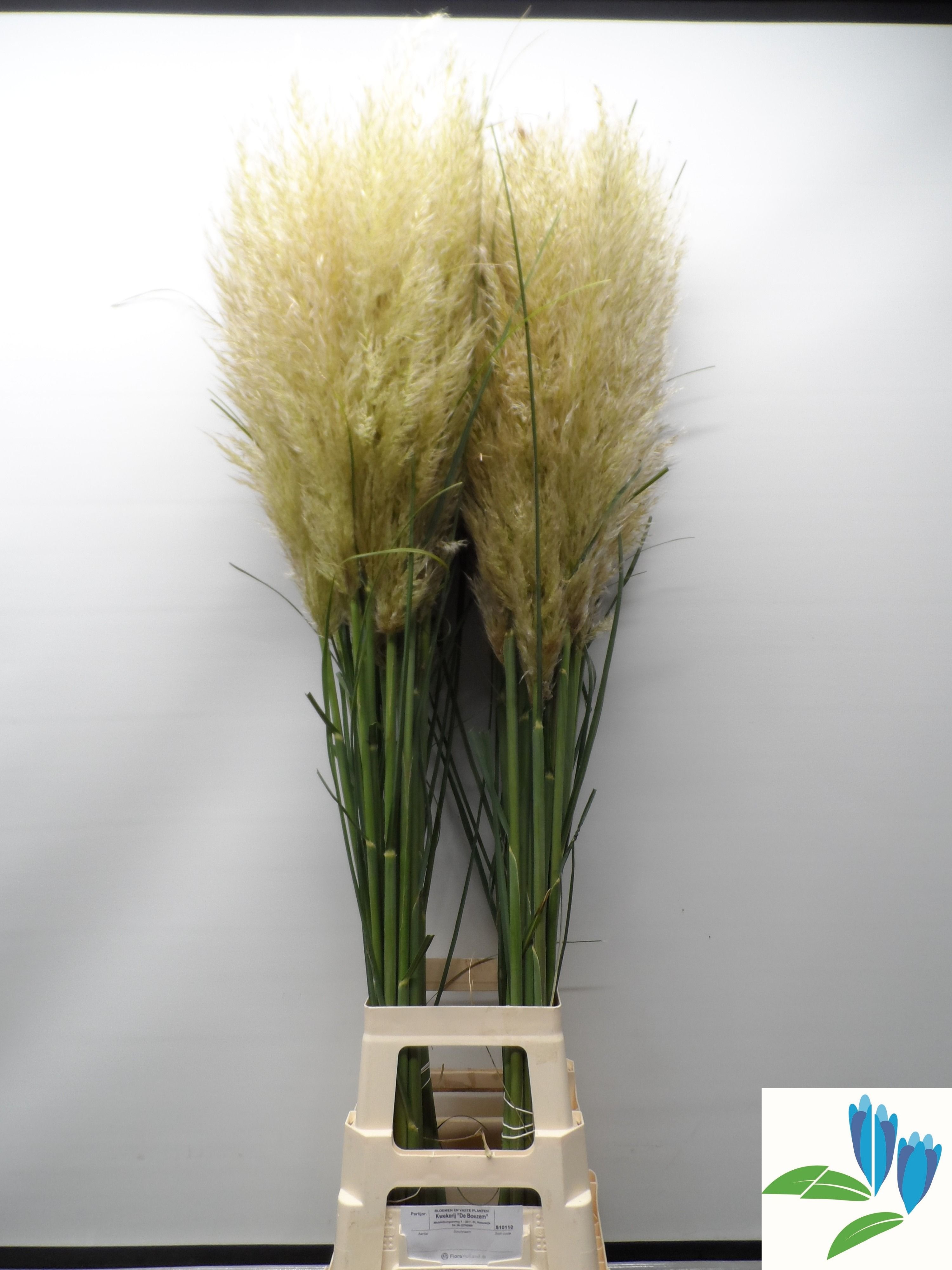 Cortaderia Evita 130cm