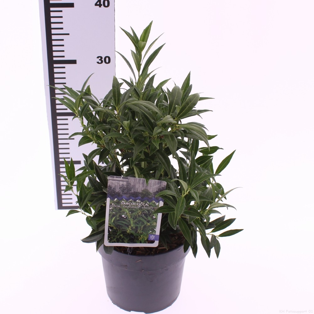 Picture of sarcococca 'Fragrant Valley' (Sarsid3) PBR