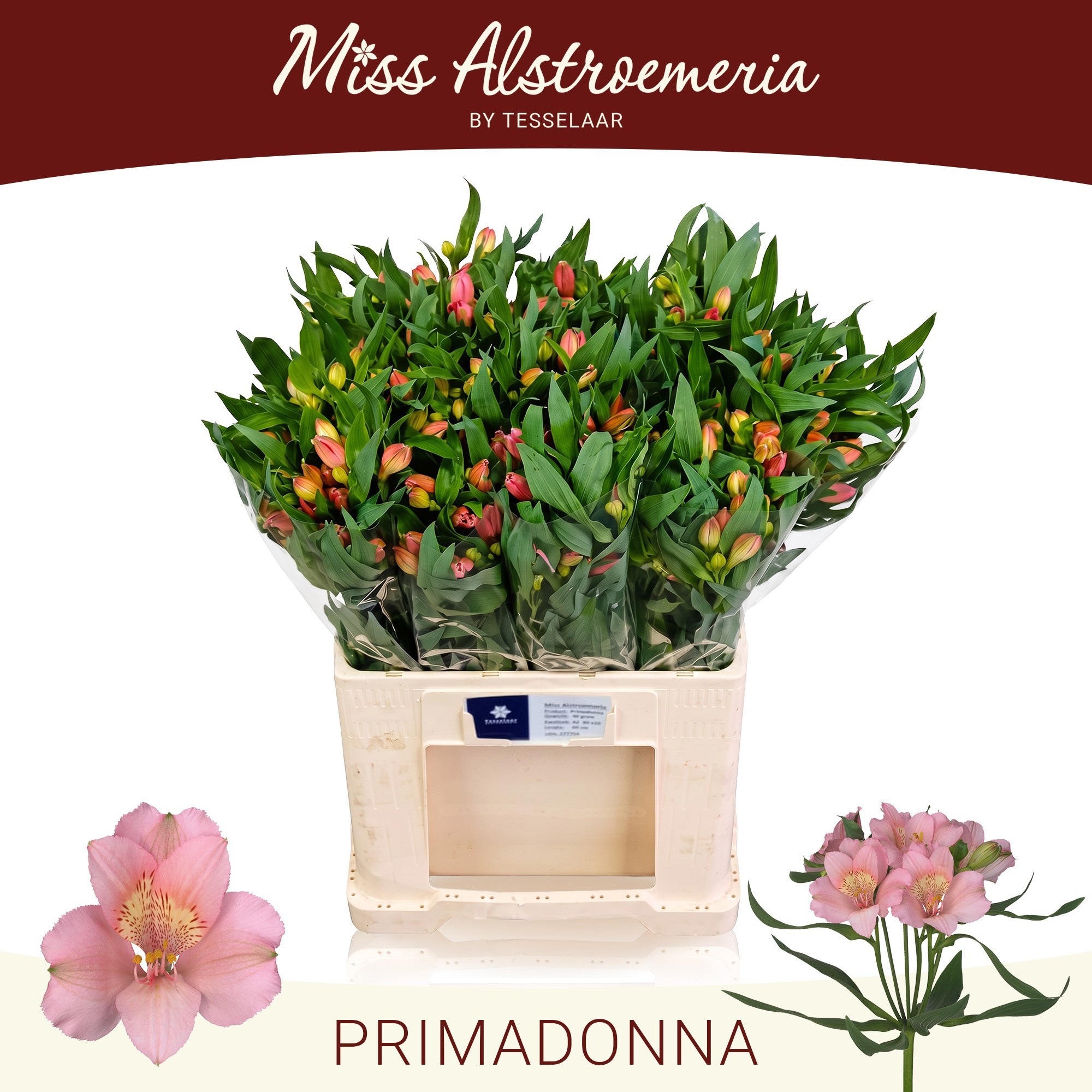 Alstr Primadonna 60cm 40gram