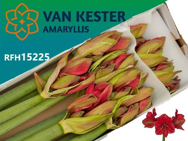 Hippeastrum Hercules 4bl
