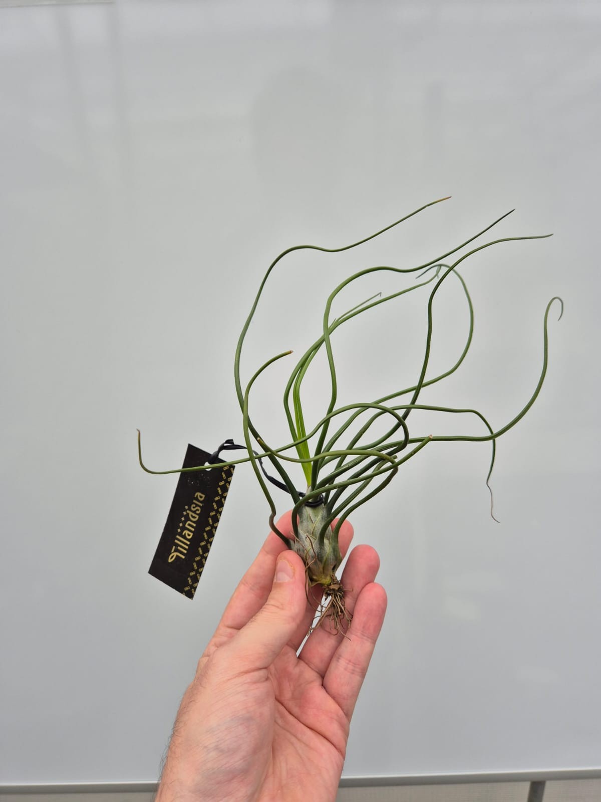 Picture of Tillandsia Bulbosa XL plus Label P18 20CM