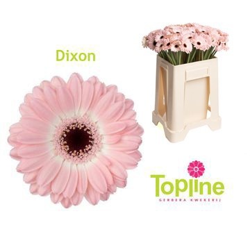 Ge Mi Dixon