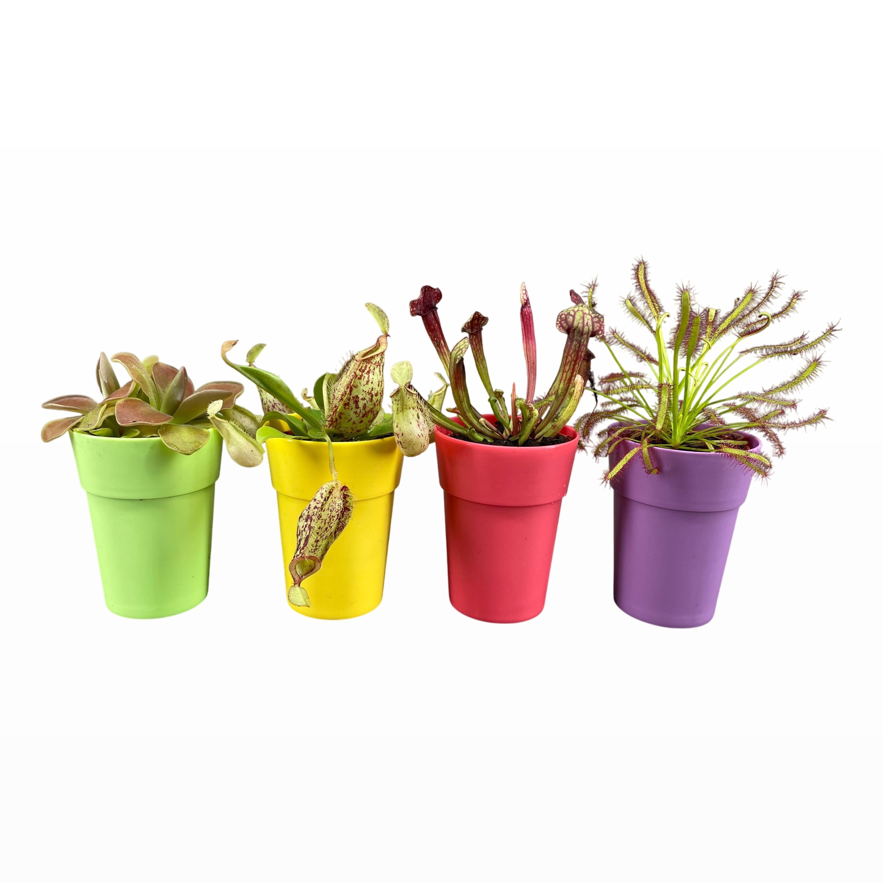 Vleesetende Planten 6P 10H