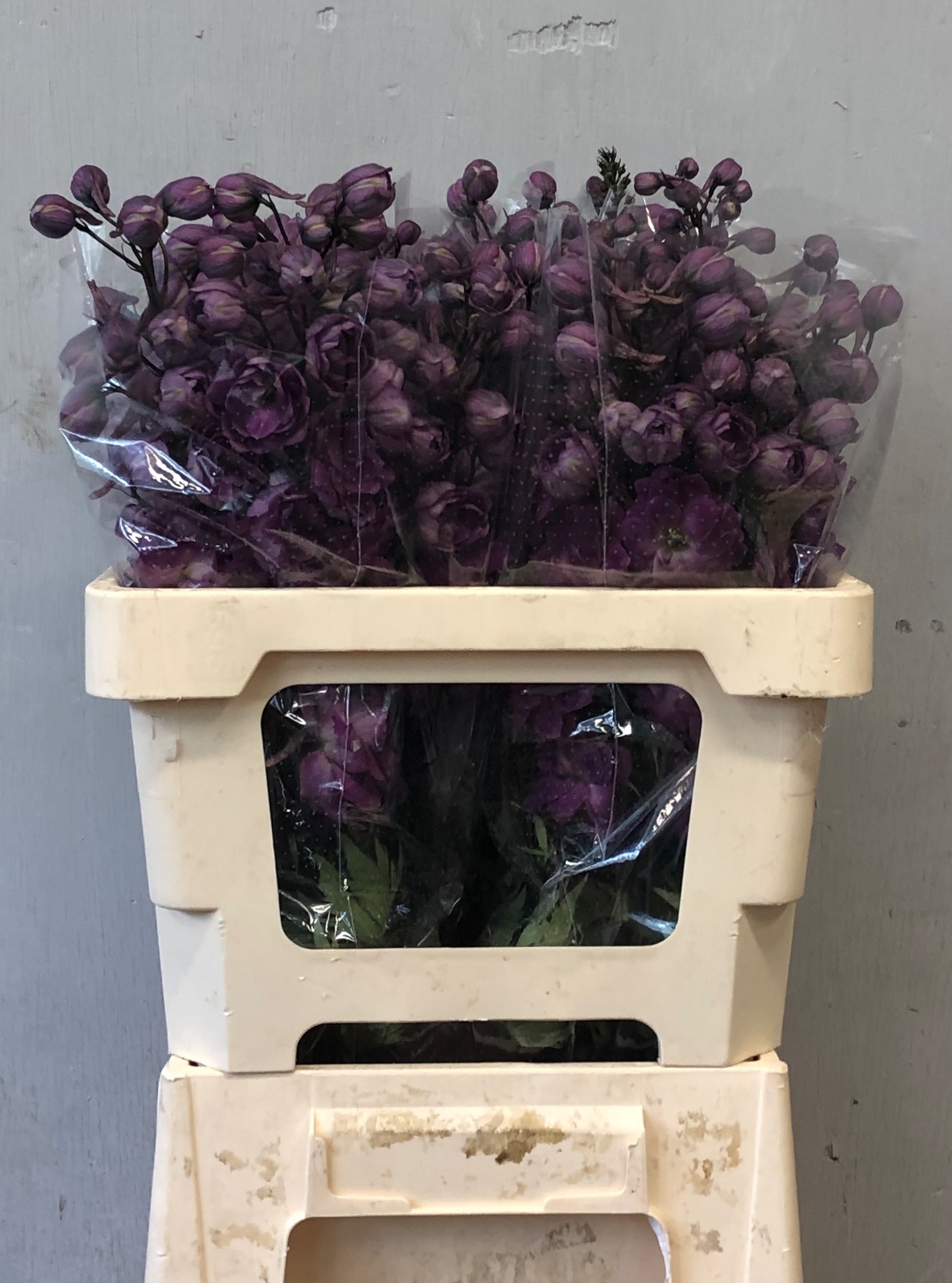 Delphinium El Double Dev Mo Mage 60cm