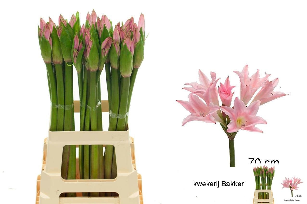 Amarcrinum 70cm