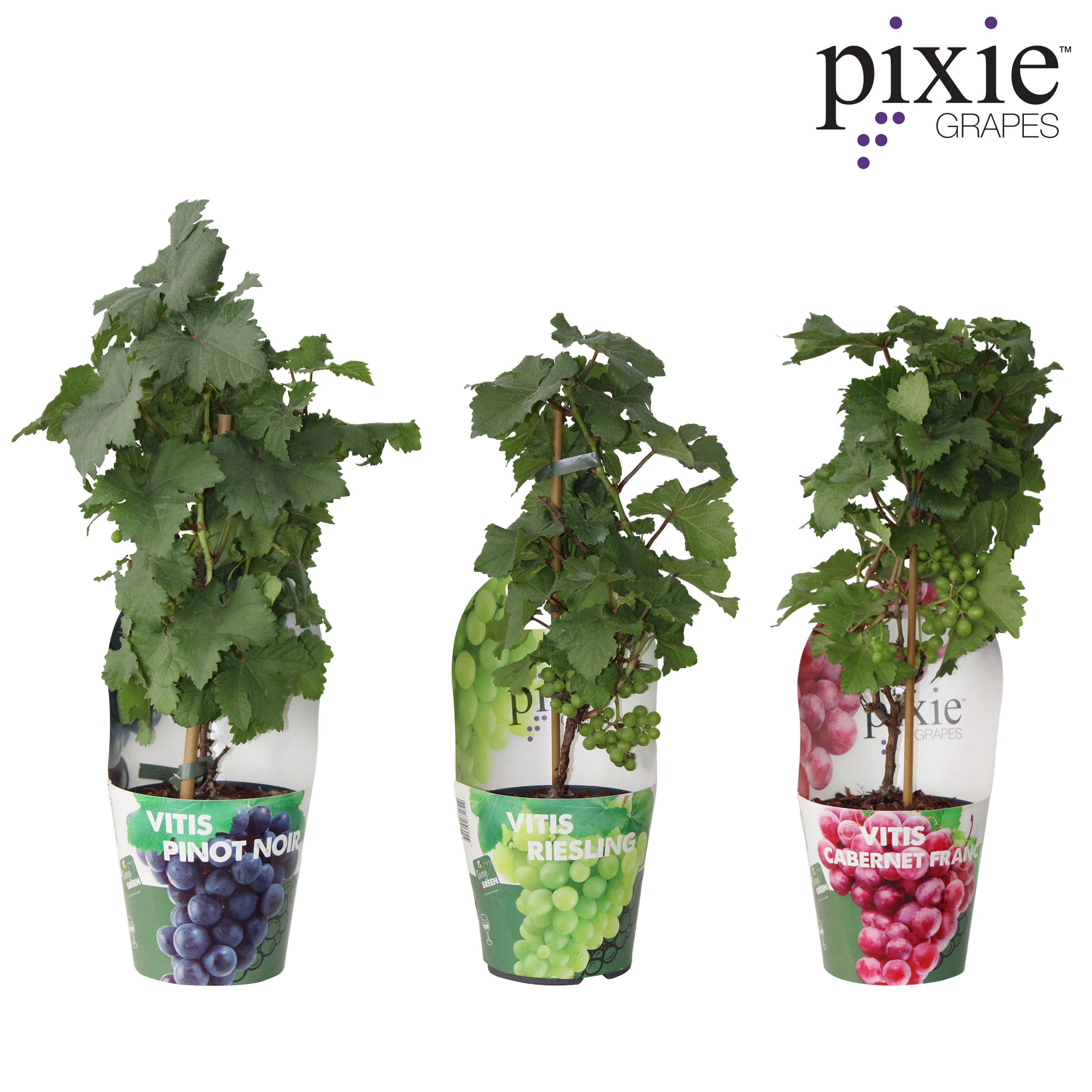 Picture of Vitis Pixie mix shelve Bio P14