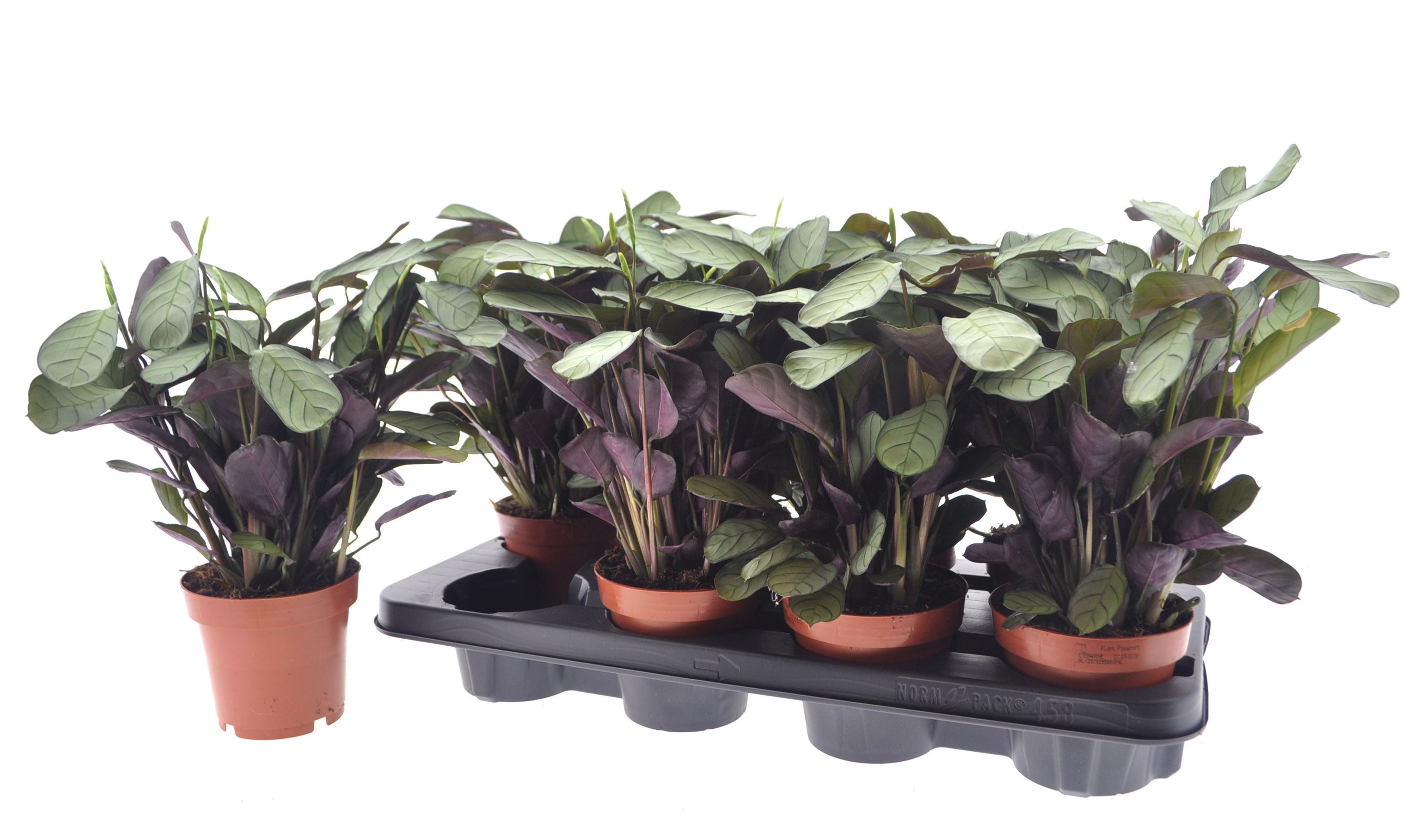 Ctenanthe Amagris 12P 30H