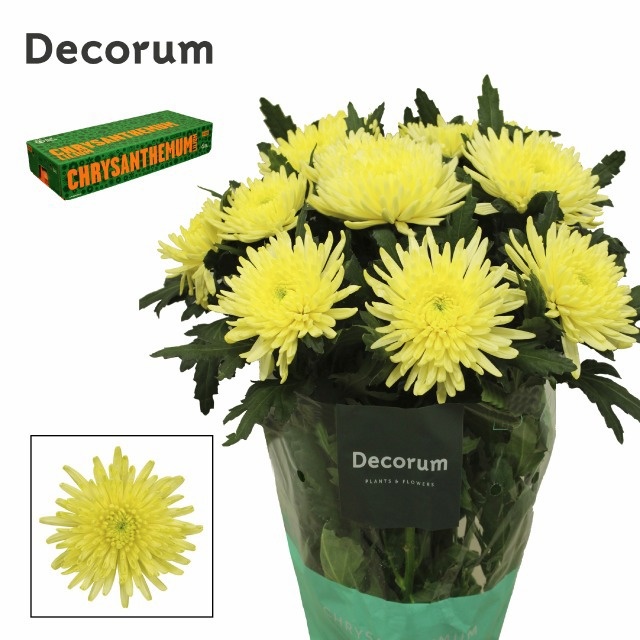 Chr G Topspin Yellow