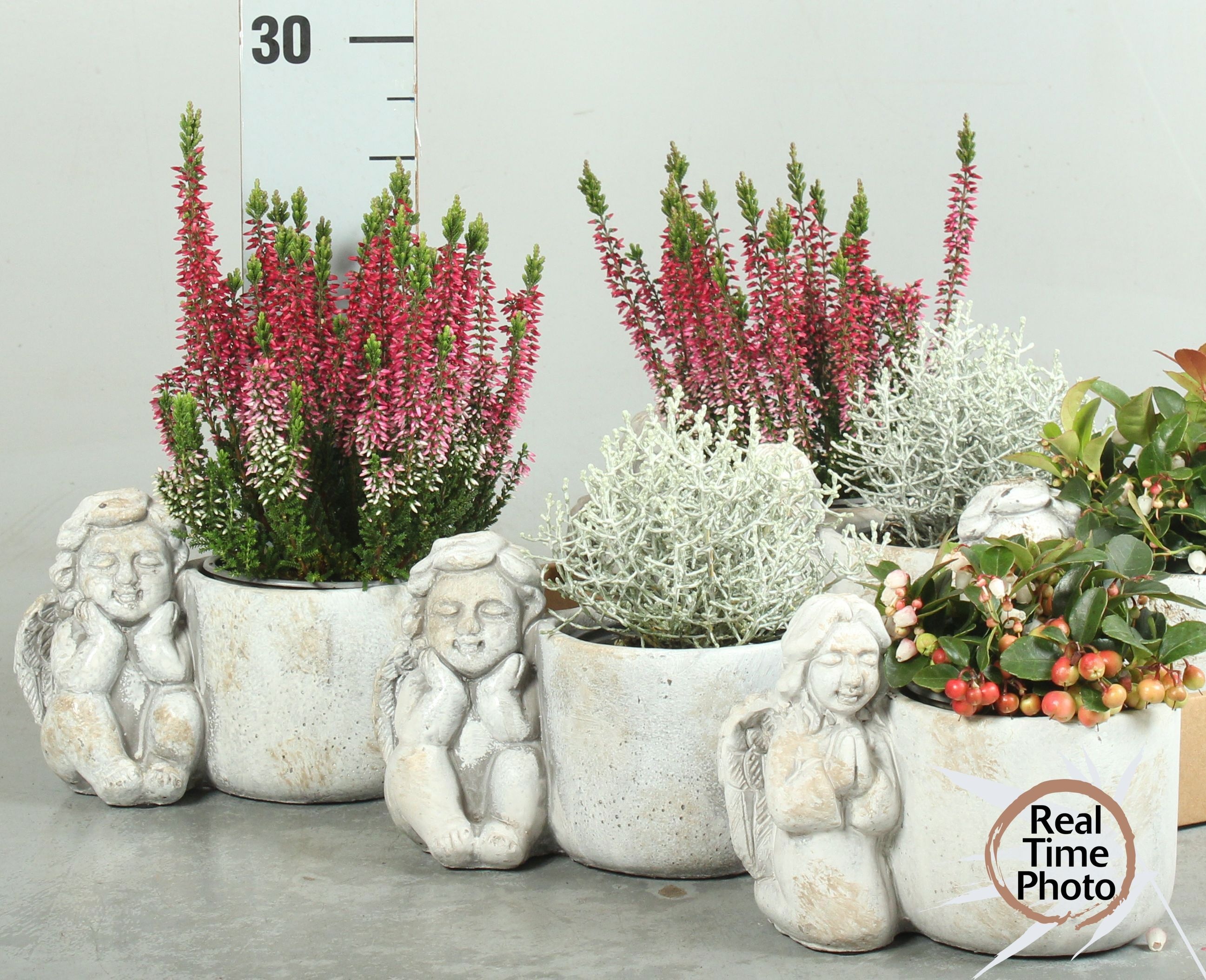 Arr Tuinplanten 17P 35cm