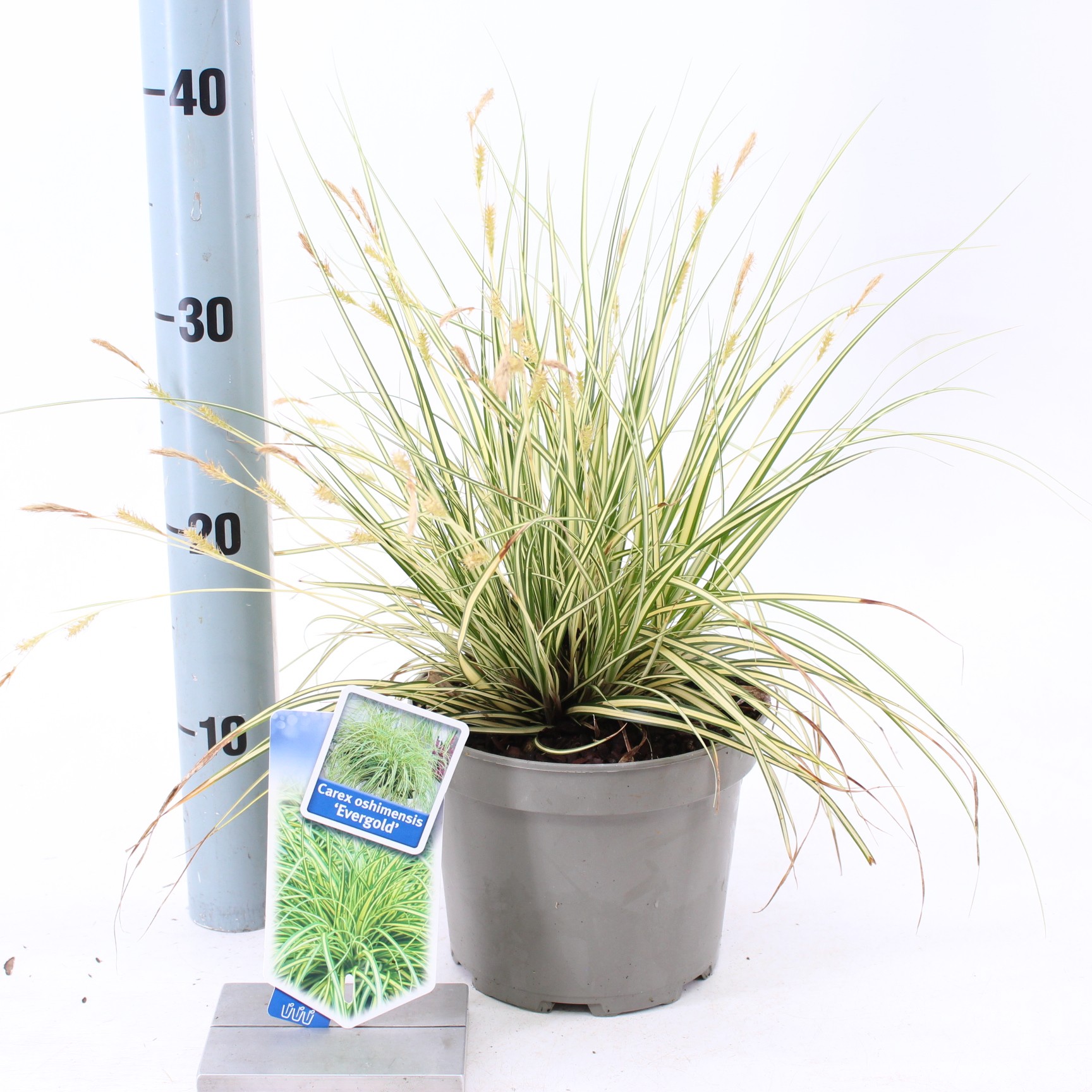 Picture of Carex oshimensis EverColor® 'Evergold’