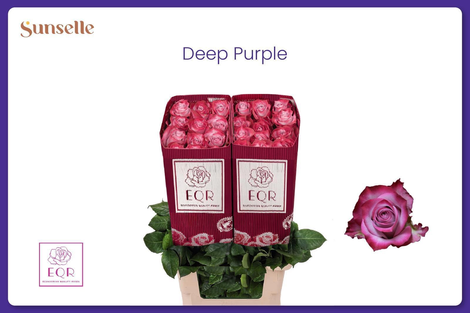 Rosa Deep Purple 60cm