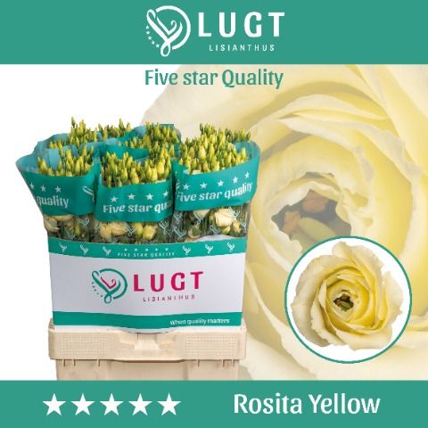 Eus G Rosi Yellow
