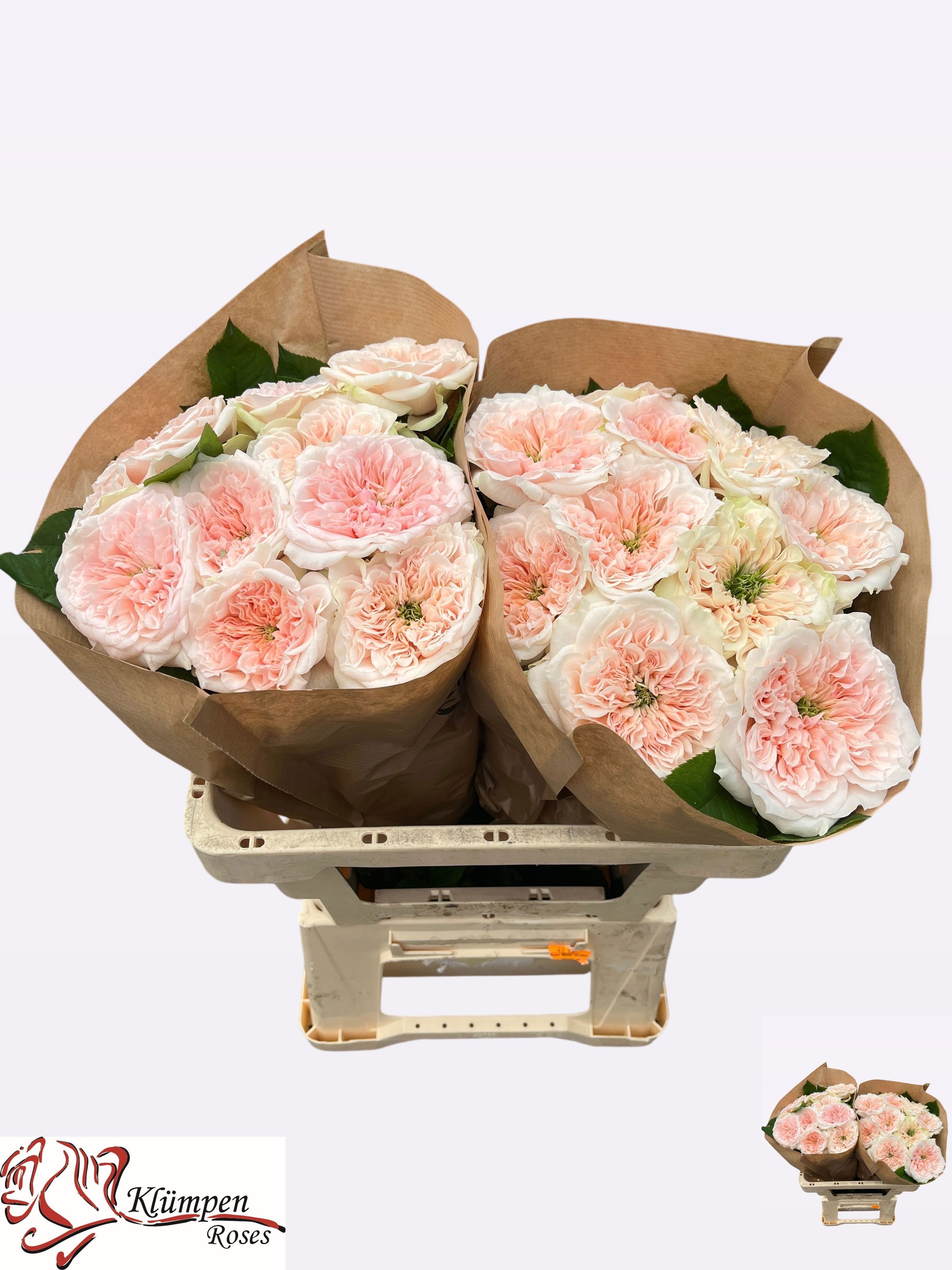 Rosa 50cm