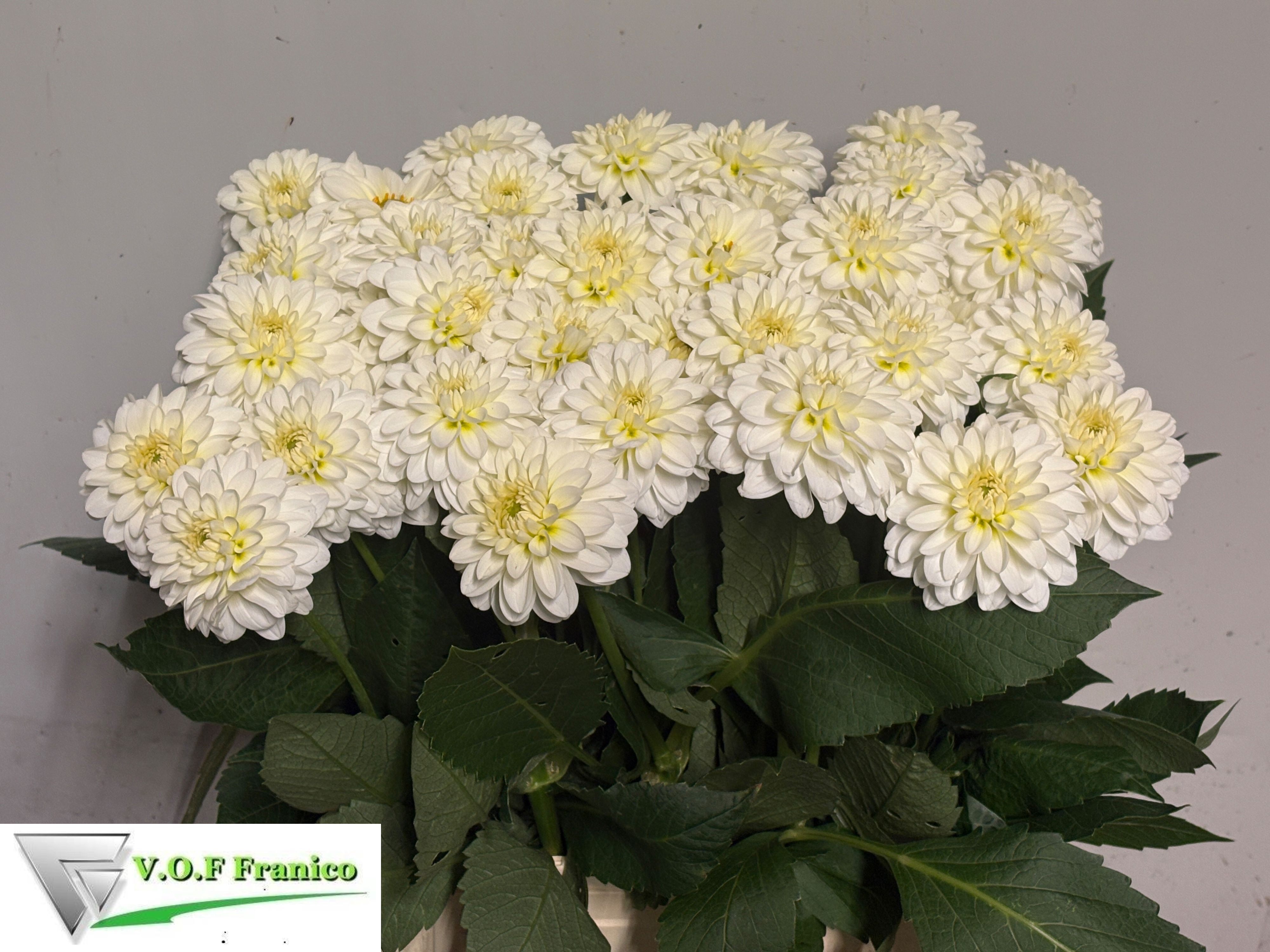 Dahlia Caro 60cm