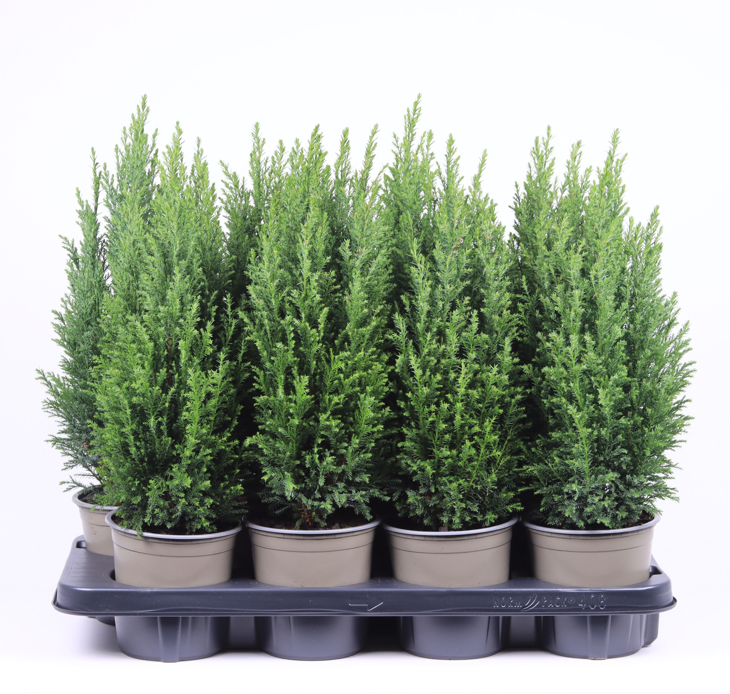 Chamaecyparis lawsoniana 'Ellwoodii'