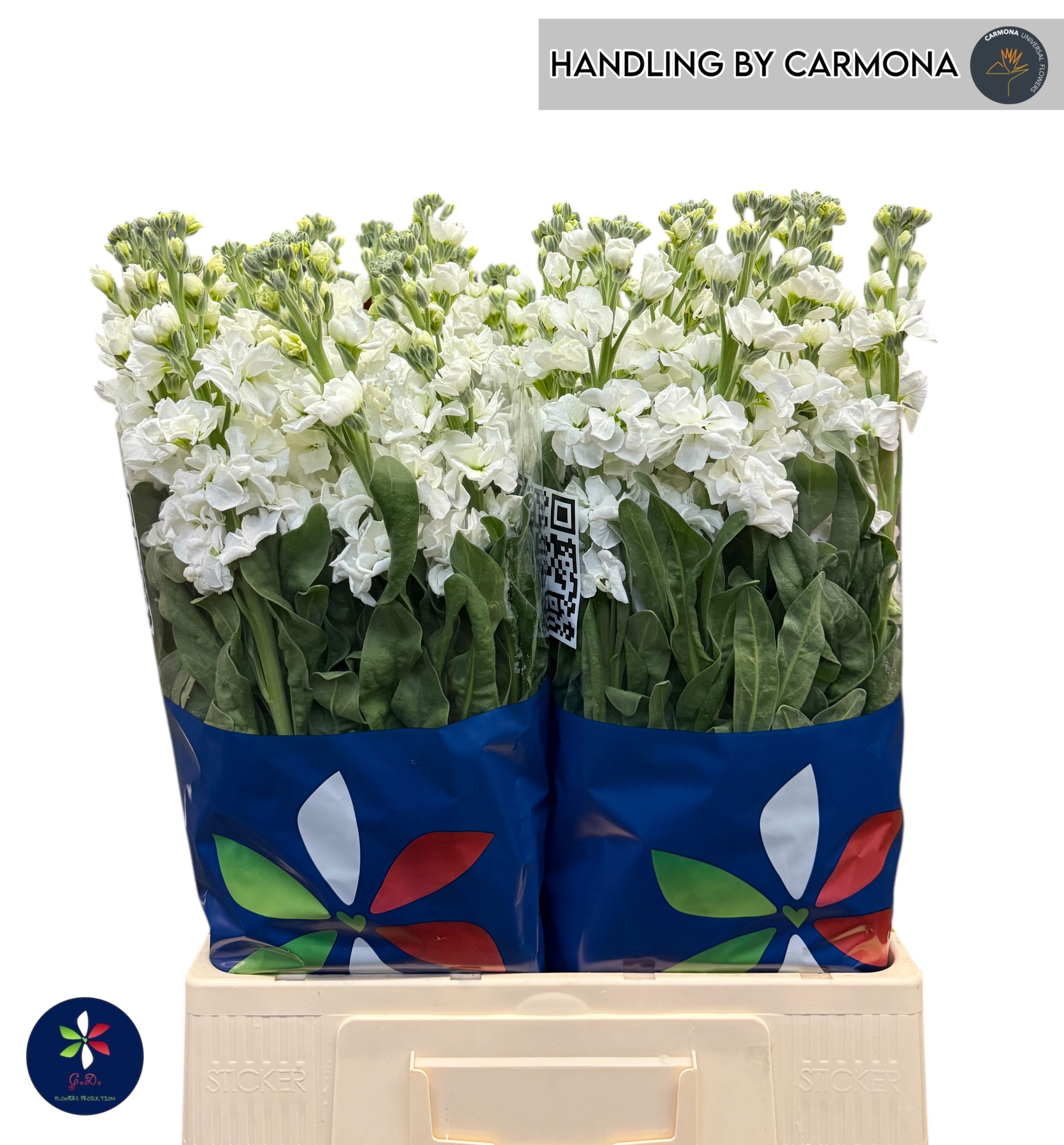 Matthiola Iron White 70cm