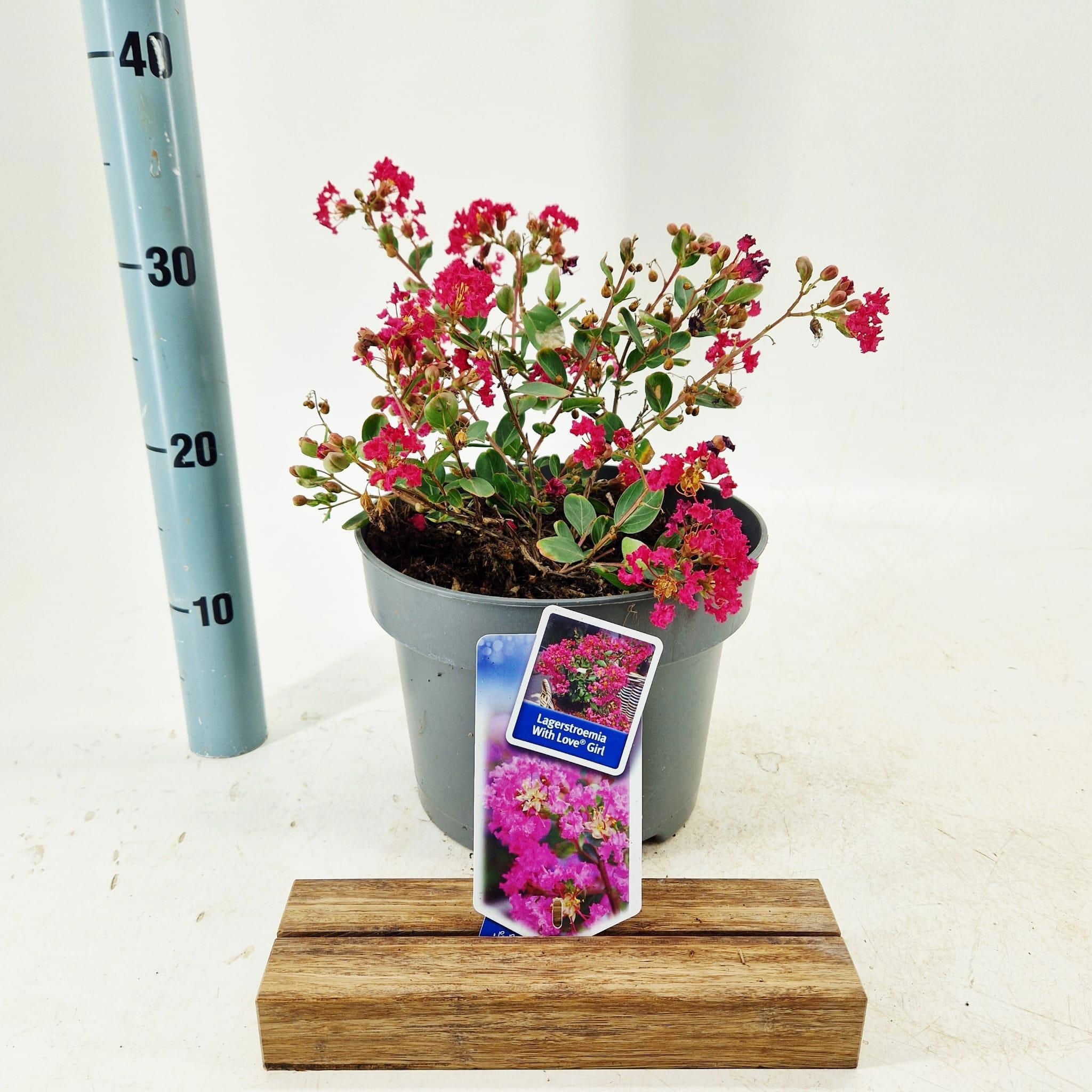 Lagerstroemia indica With Love Girl ('Milarosa') milarosapbr