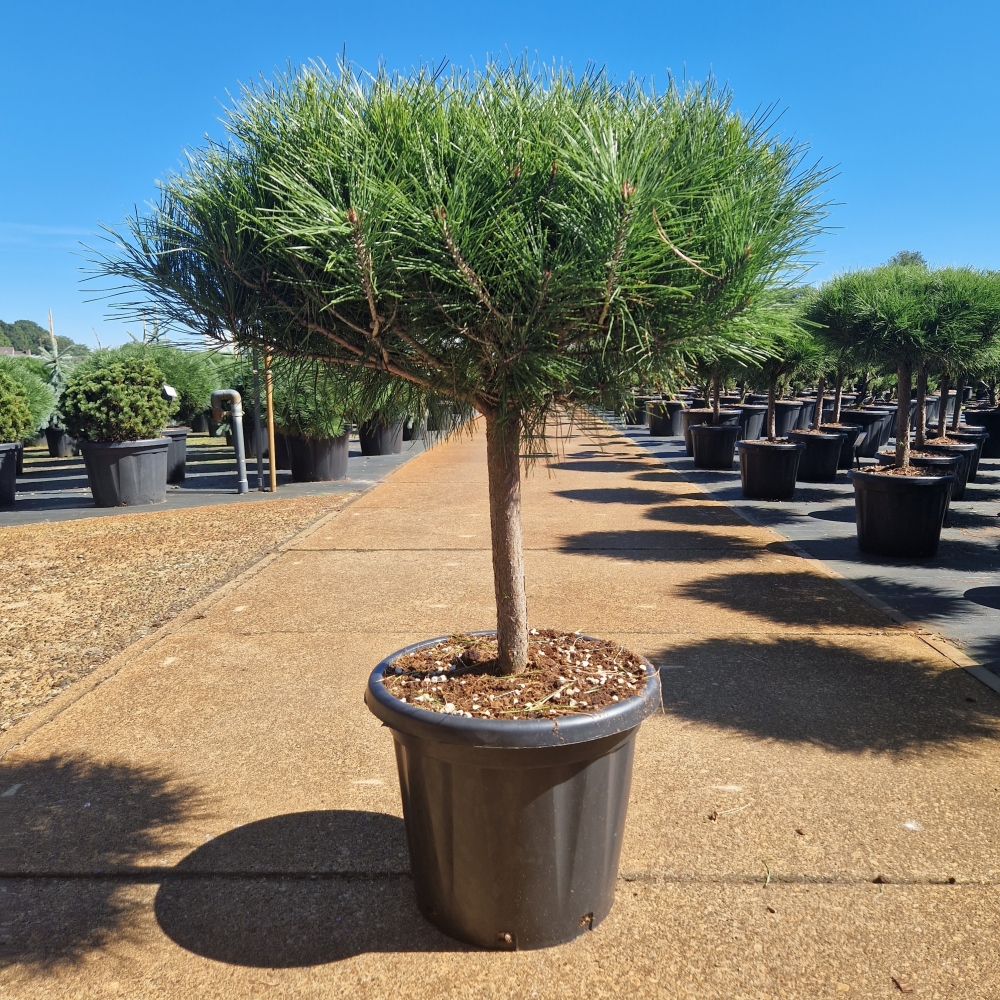 Picture of Pinus densiflora Alice Verkade C25 40/STD-50/Head