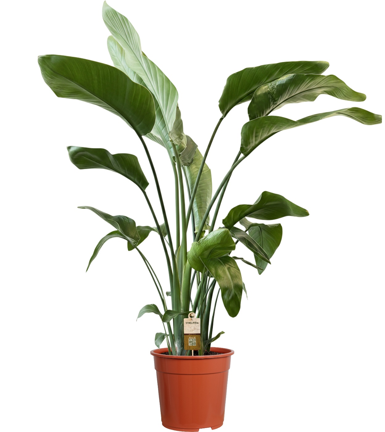 Strelitzia Nicolai 3 stek