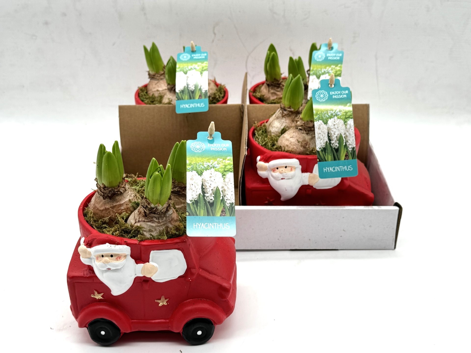 Picture of Hyacinthus X-mas Santa in Car P15