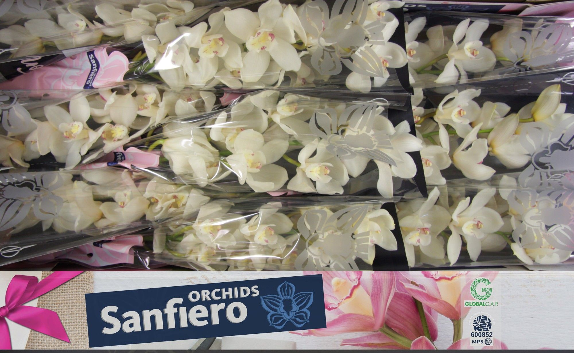 Cymbidium Winterbird Early 90 8/11bl