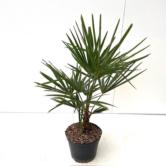 Picture of Trachycarpus fortunei C7.5 60-80