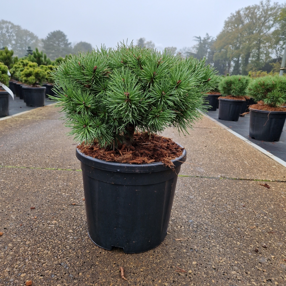 Picture of Pinus sylvestris Sandringham C11 30/+ (LOOSE)