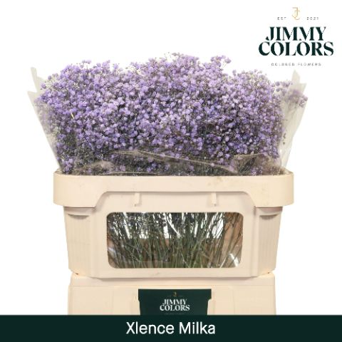 Gyps Xlence L70 Milka