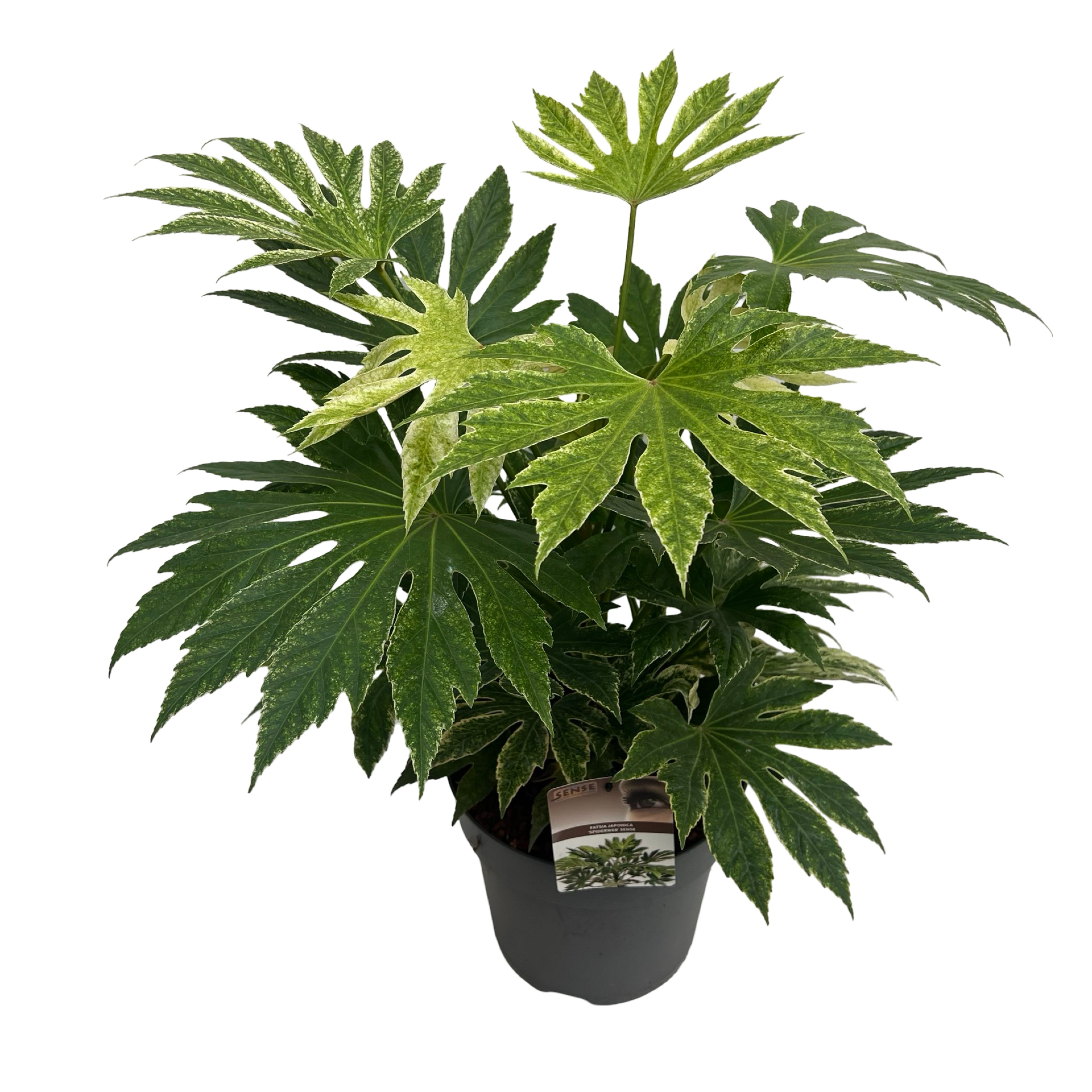 Picture of Fatsia jap. Spiderweb sense P29 (10 Ltr) (LOOSE)