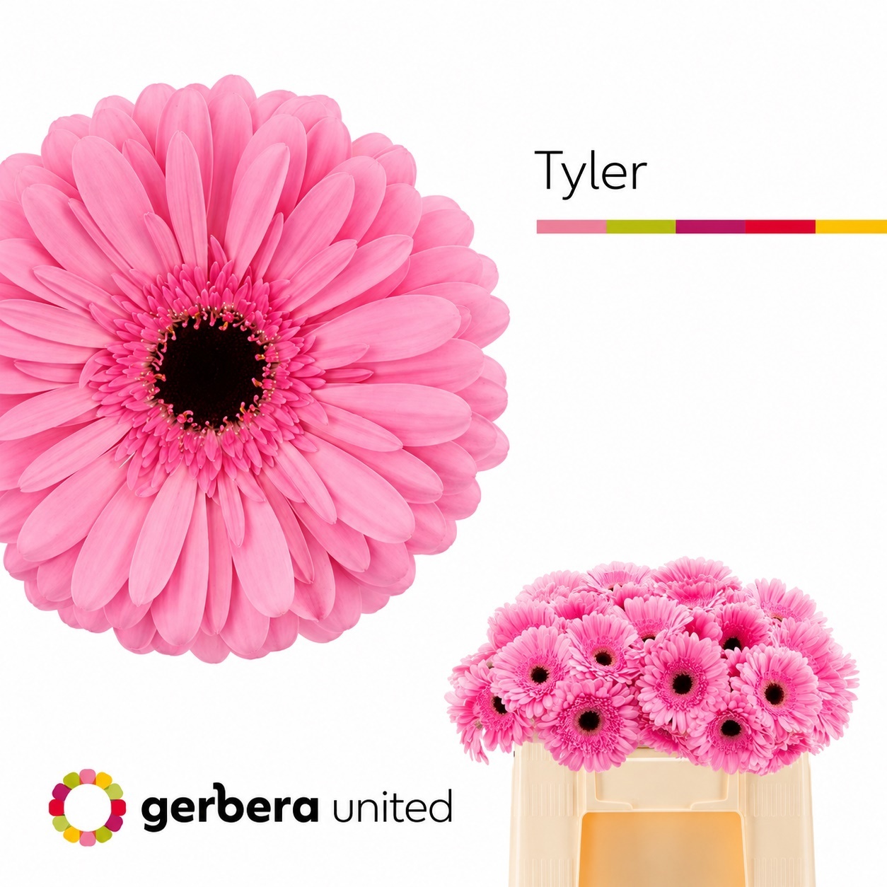 Ge Gr Tyler