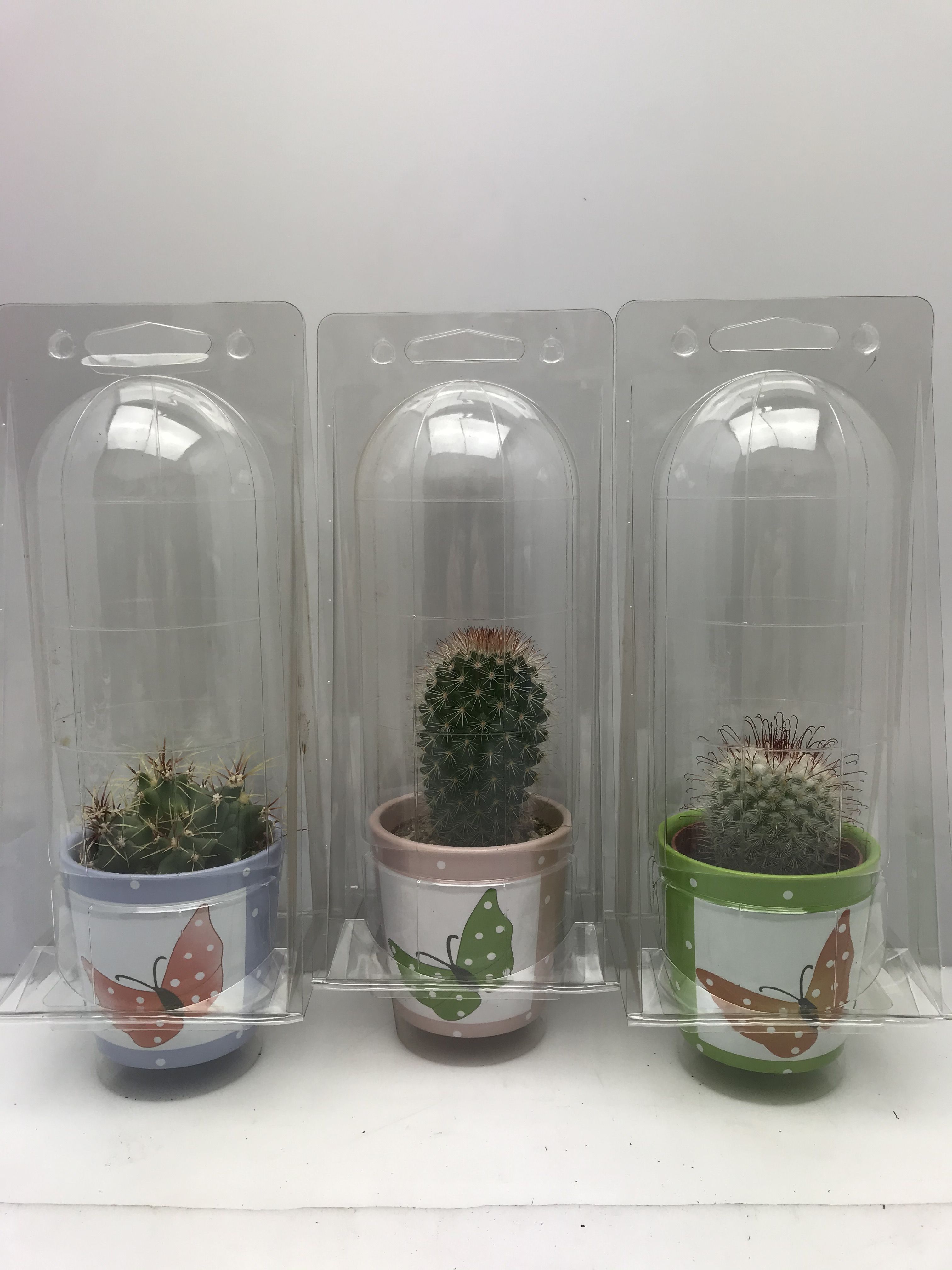 Cactus mixed CACTUS GEM | Gardenline