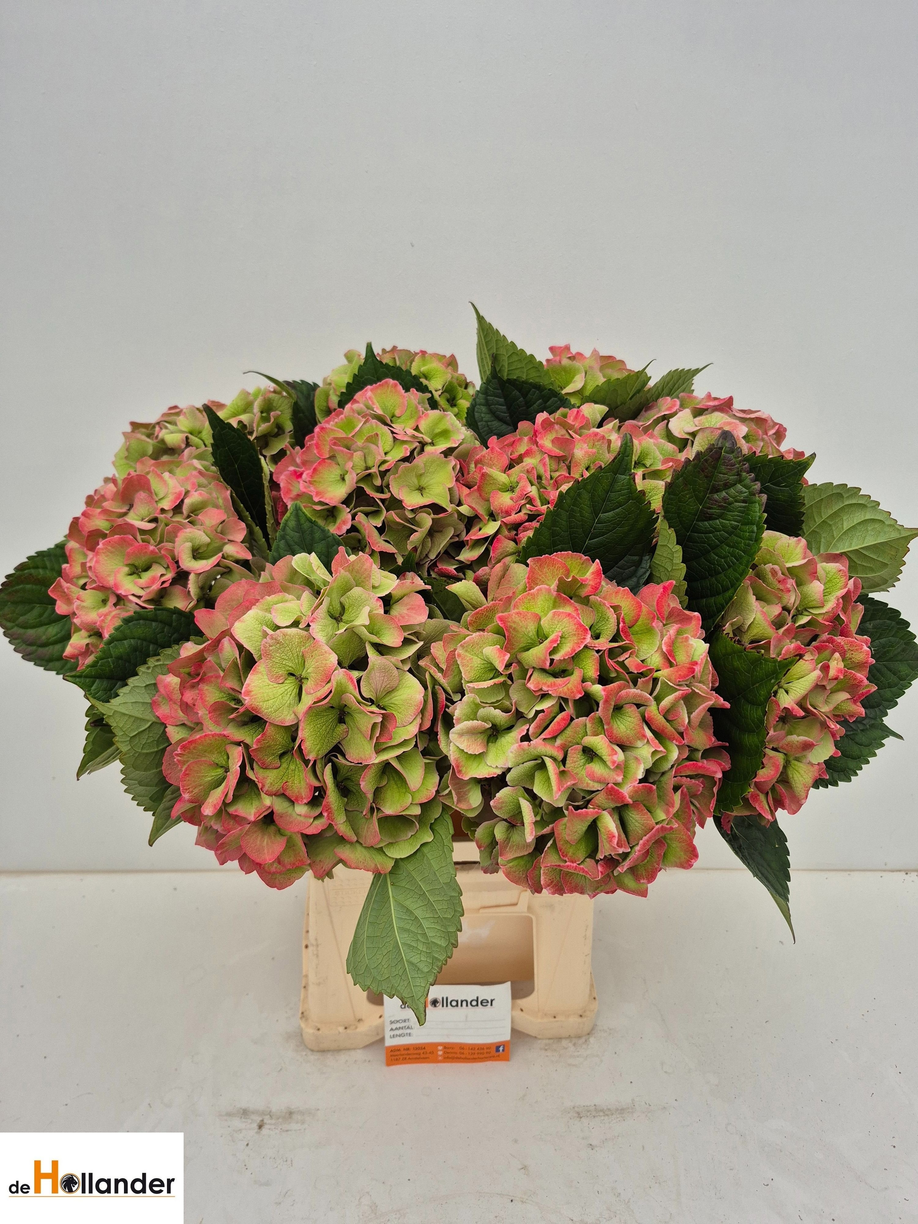 Hydrangea Royal Love Classic 60cm 18Ø