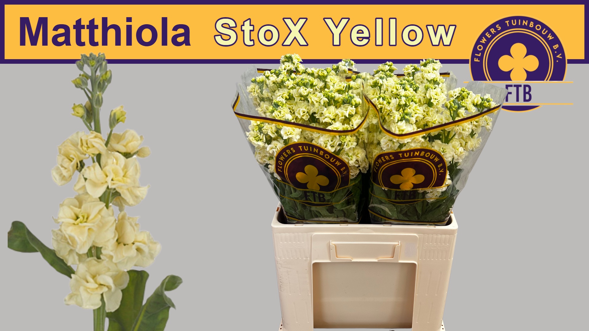 Matth Stox Yellow 60cm