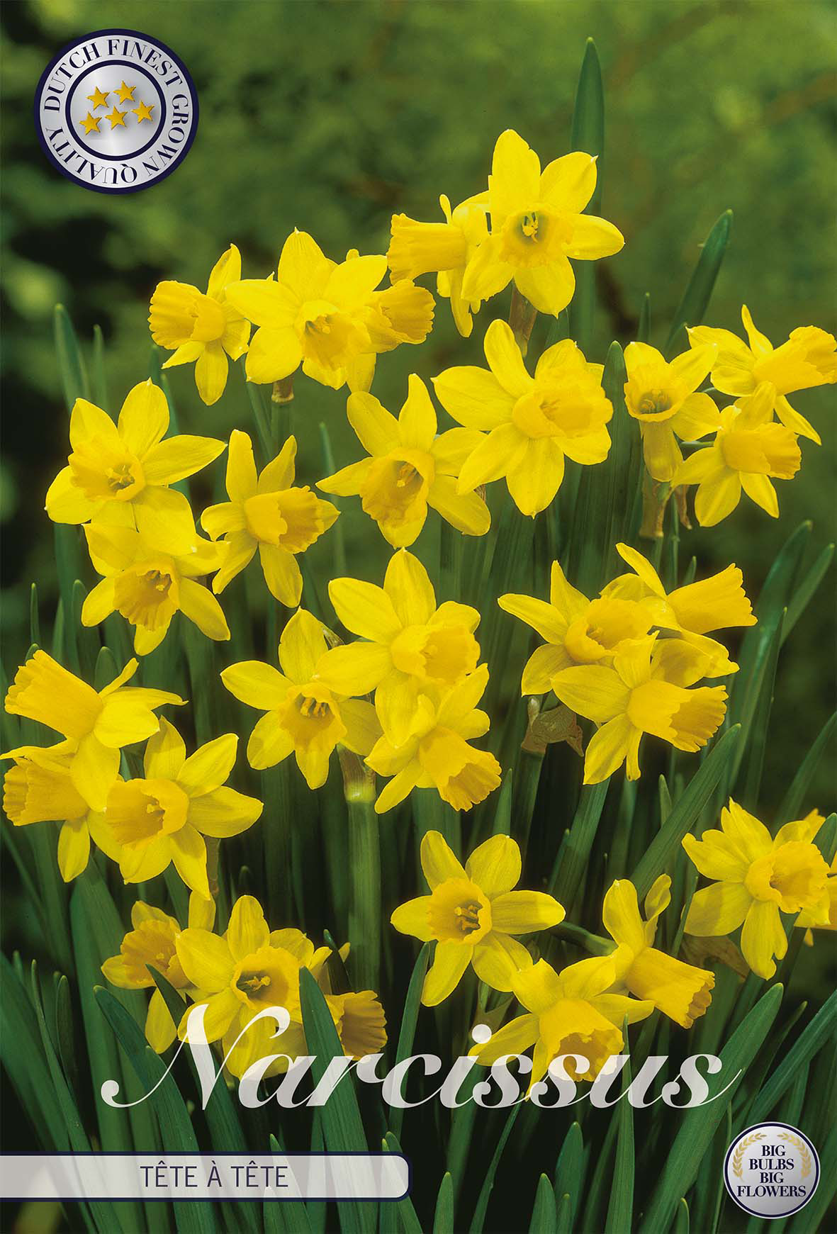 Narcissus Cyclamineus Tete A Tete x10 12
