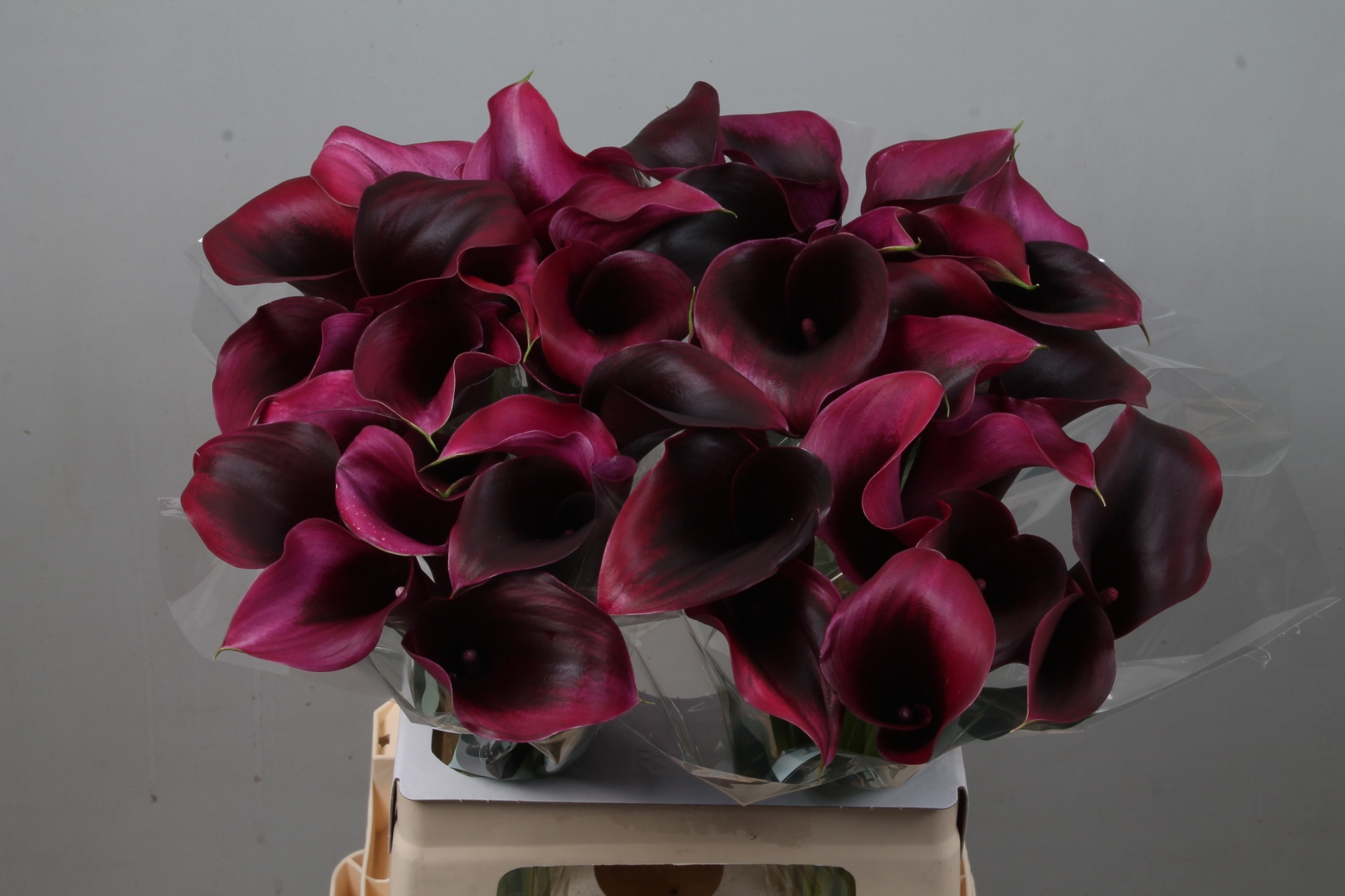 Calla Rudolph 60cm