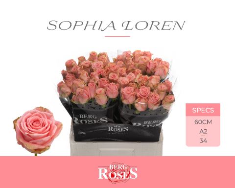 Rosa Sophia Loren 60cm