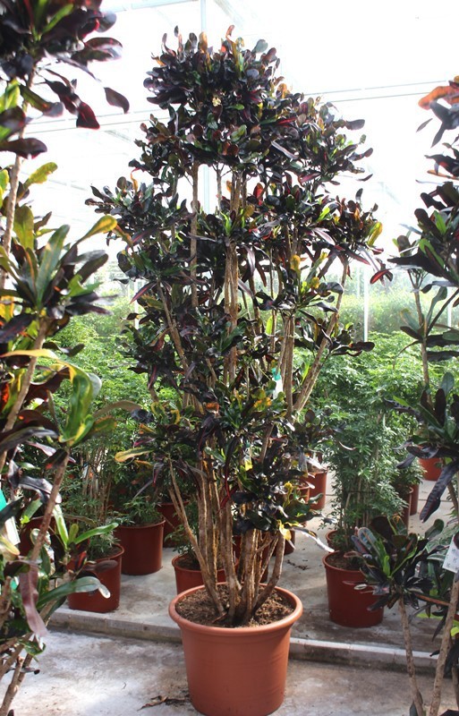 Codiaeum variegatum 'Mammi' croton