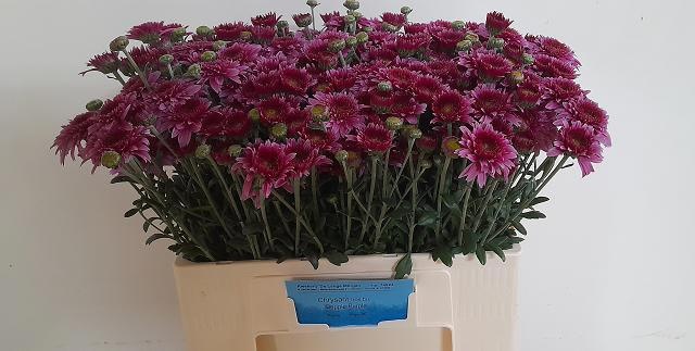 Chrysant T Beppie Purper 50gram