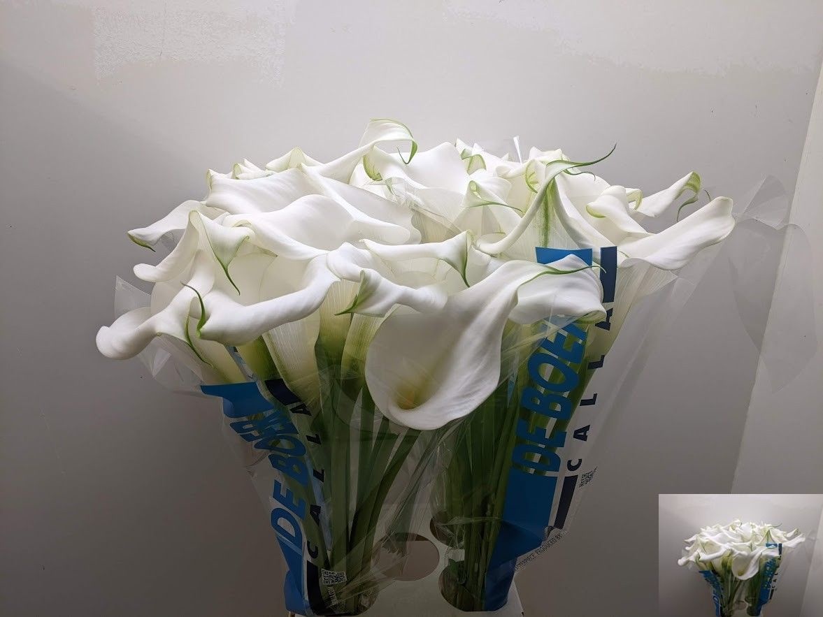 Calla Capt Ventura 80cm