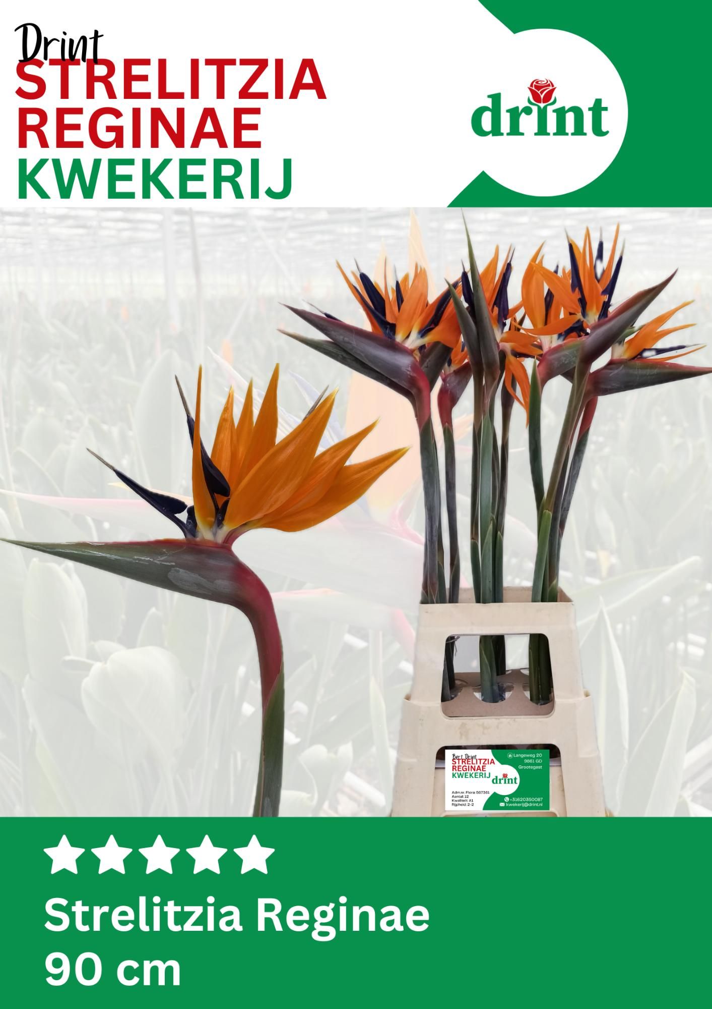 Strelitzia Flower 90cm