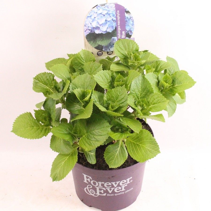 Hydrangea macrophylla Forever & Ever Blue