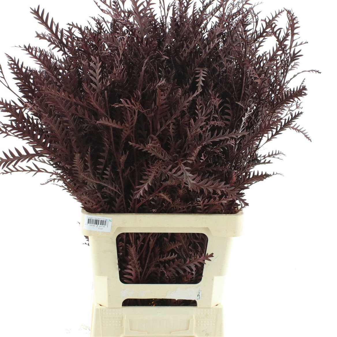 Grevillea Ivanhoe Bronze 70cm 200gram