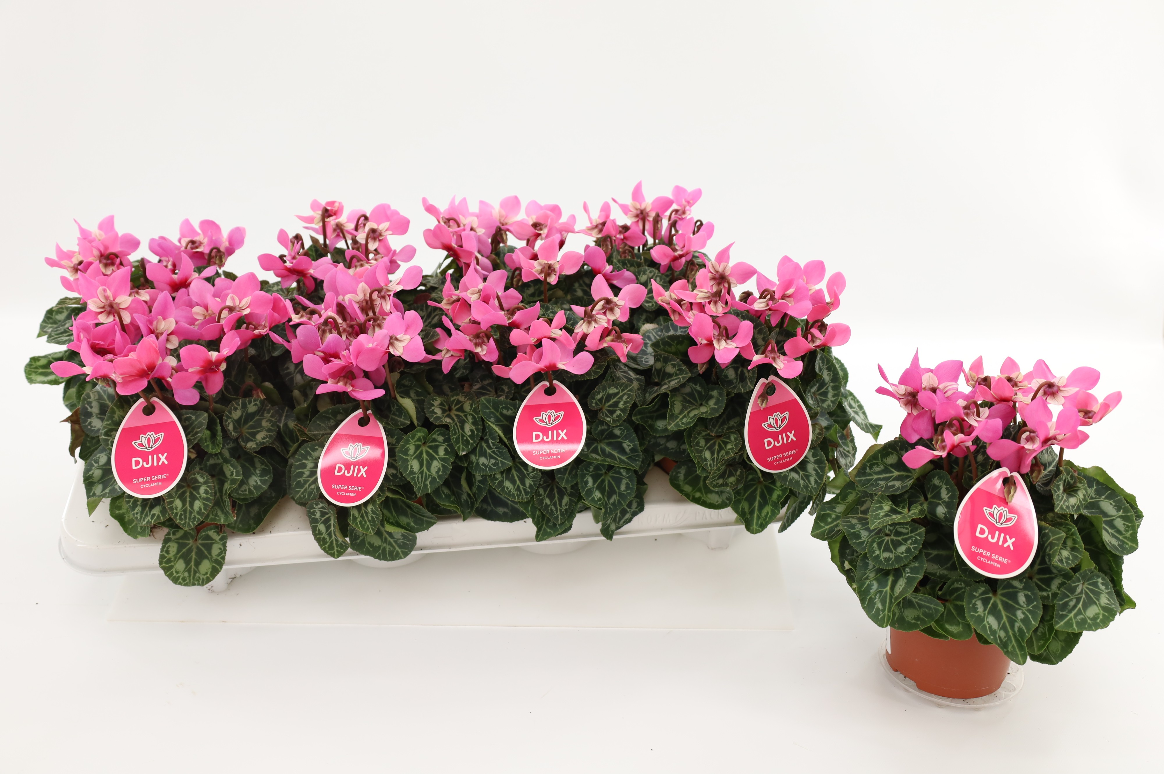 Picture of Cyclamen Djix Salmon with eye P10.5 25CM