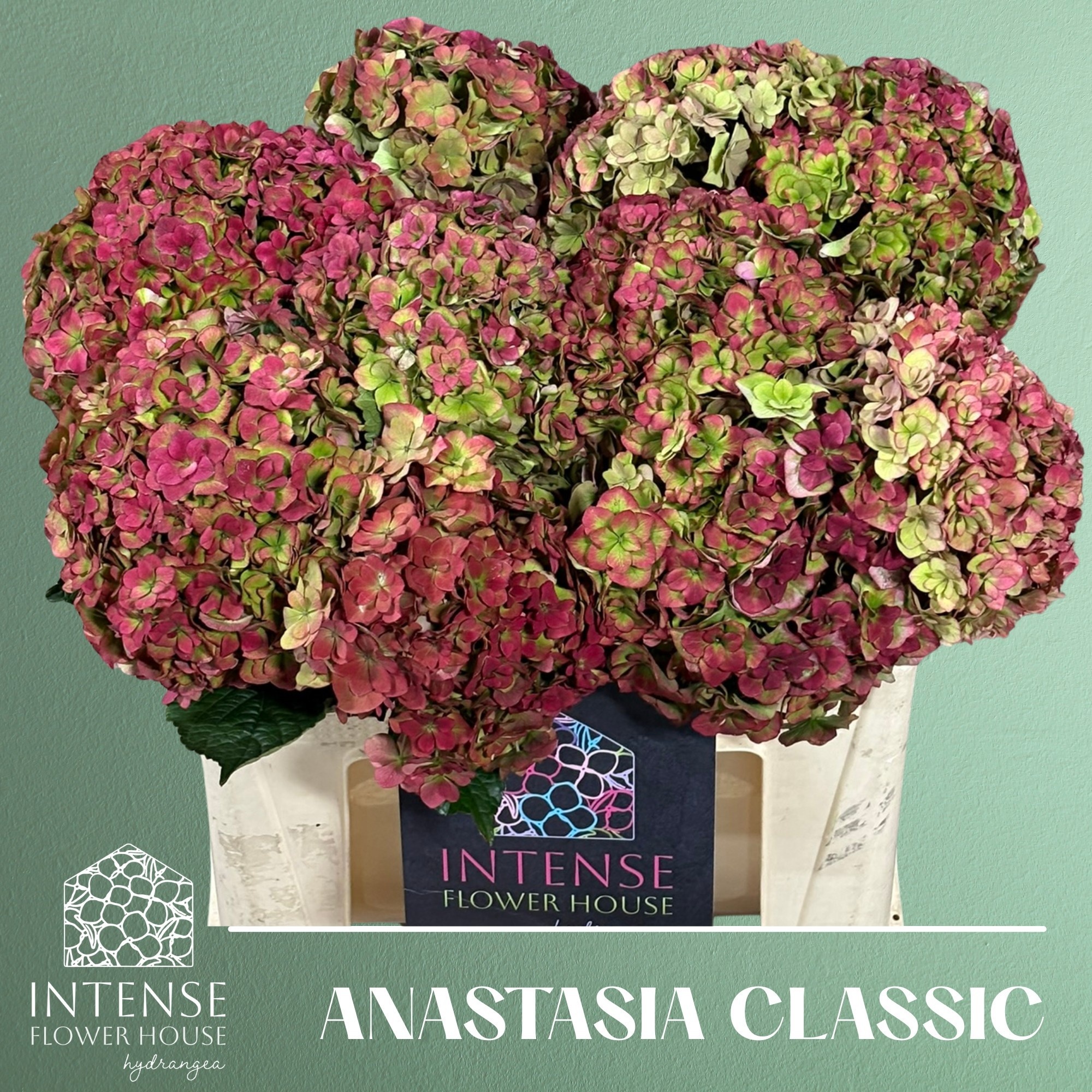 Hydrangea Royal Anastasia Classic 50cm 16Ø