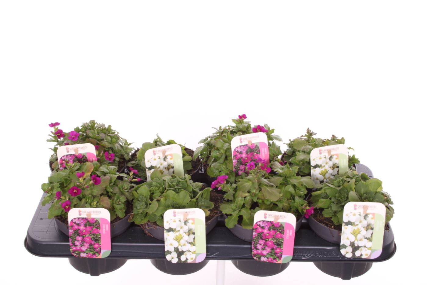 Picture of Arabis caucasica mix