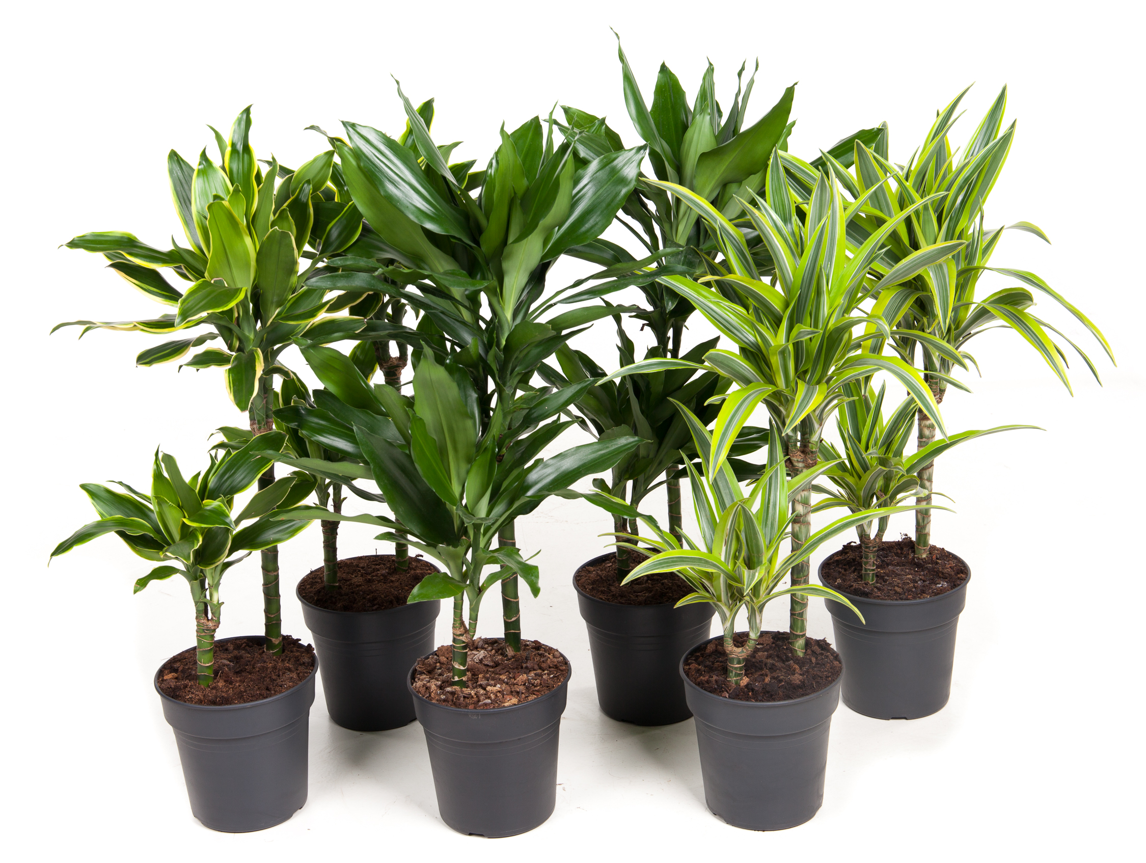 Picture of Dracaena 30-10 in varieties P19 70CM