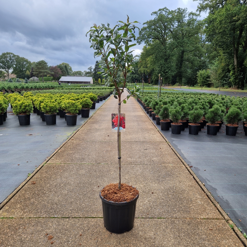 Picture of Rhododendron (Azalea KH) Royal Command P31 100CM (LOOSE)