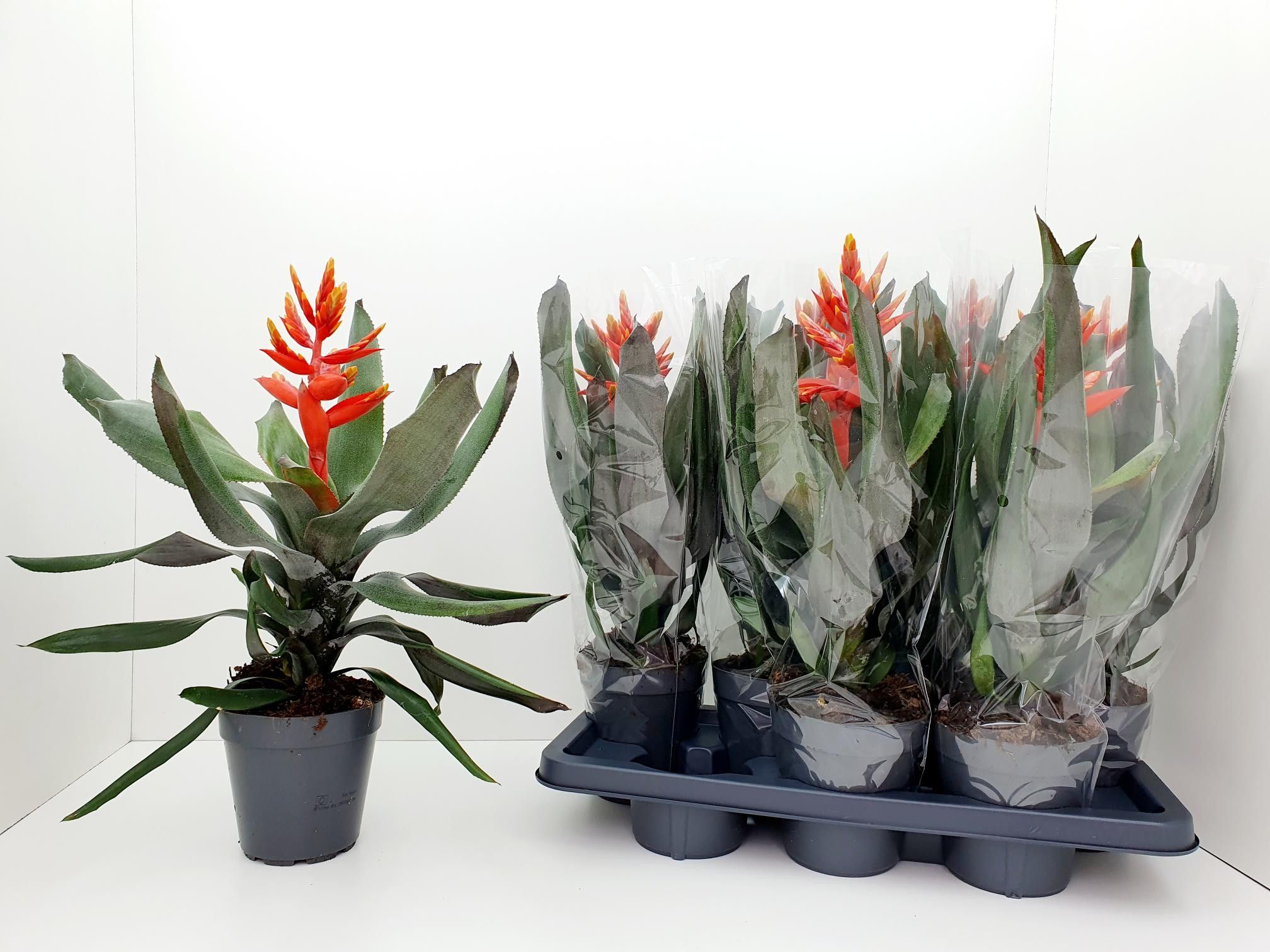 Aechmea Pepita Elegant Flames - Kokerbromelia